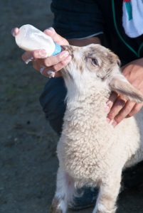 Procalf-prolamb-gold-hand-rearing-lambs