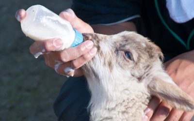 Rearing Orphan Lambs