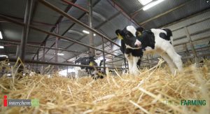 Calf-health-check Calf-health-check