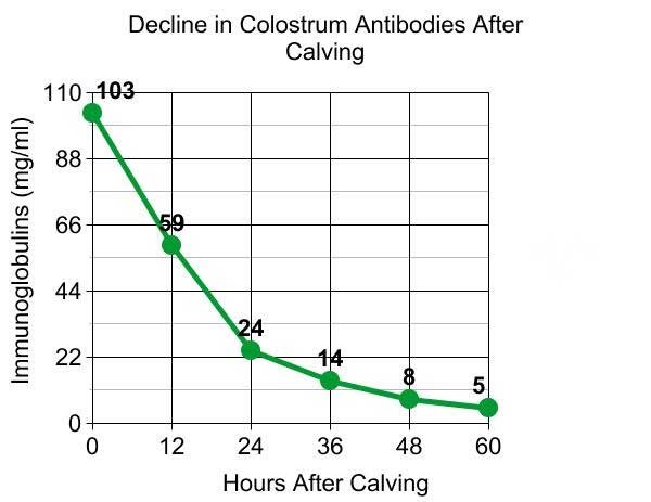 colostrum-antibodies-after-calving