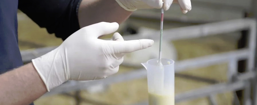 Colostrum – Being Brilliant at the Basics Video