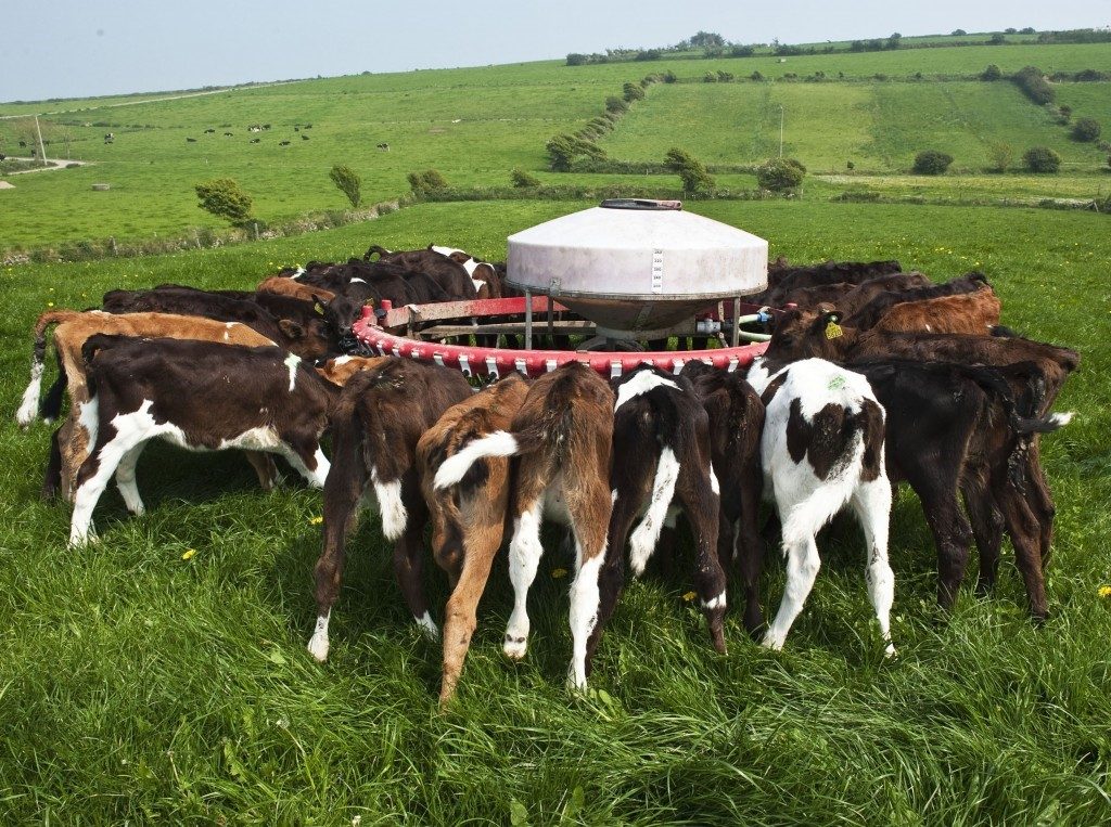 calfs feeding