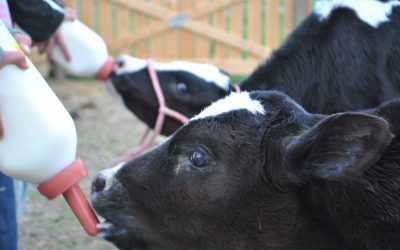 Strategies for successful calf rearing