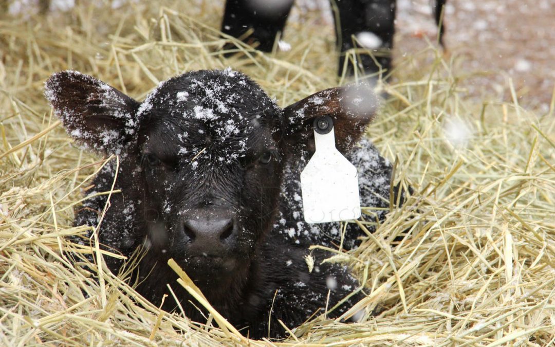 Calf care during the cold snap