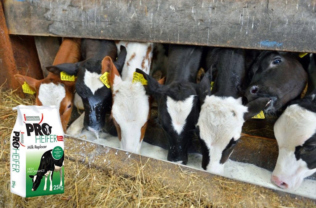 3 reasons to feed calf milk replacer over whole milk